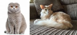 Scottish Fold vs Oriental Longhair - Breed Comparison