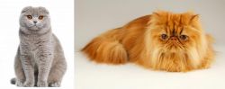 Scottish Fold vs Persian - Breed Comparison