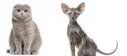 Scottish Fold vs Peterbald - Breed Comparison
