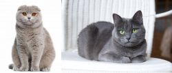 Scottish Fold vs Russian Blue - Breed Comparison