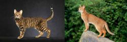 Serengeti vs Abyssinian - Breed Comparison