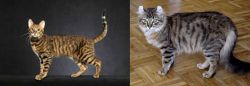 Serengeti vs American Curl - Breed Comparison