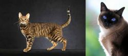 Serengeti vs Applehead Siamese - Breed Comparison