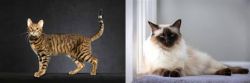 Serengeti vs Balinese - Breed Comparison