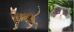 Serengeti vs British Longhair - Breed Comparison