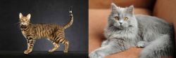 Serengeti vs British Semi-Longhair - Breed Comparison