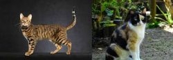 Serengeti vs Calico - Breed Comparison