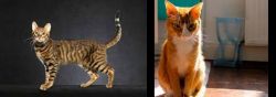 Serengeti vs Chausie - Breed Comparison
