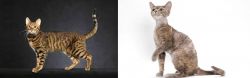 Serengeti vs Devon Rex - Breed Comparison