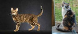 Serengeti vs Dilute Calico - Breed Comparison