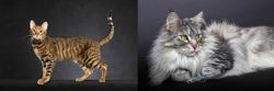 Serengeti vs Domestic Longhaired Cat - Breed Comparison