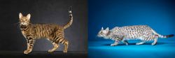 Serengeti vs Egyptian Mau - Breed Comparison