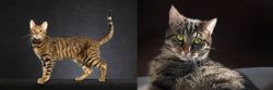 Serengeti vs European Shorthair - Breed Comparison