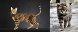Serengeti vs Farm Cat - Breed Comparison