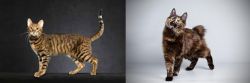 Serengeti vs Japanese Bobtail - Breed Comparison