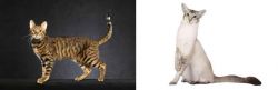 Serengeti vs Javanese - Breed Comparison