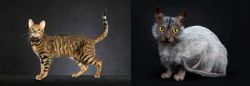 Serengeti vs Lykoi - Breed Comparison