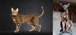 Serengeti vs Oriental Shorthair - Breed Comparison