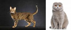Serengeti vs Scottish Fold - Breed Comparison