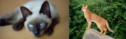Siamese vs Abyssinian - Breed Comparison