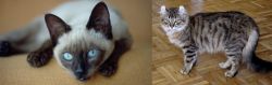 Siamese vs American Curl - Breed Comparison