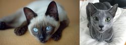 Siamese vs Blue Russian - Breed Comparison