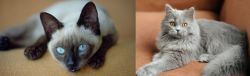 Siamese vs British Semi-Longhair - Breed Comparison