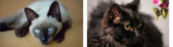 Siamese vs Chantilly/Tiffany - Breed Comparison