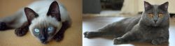 Siamese vs Chartreux - Breed Comparison