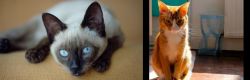 Siamese vs Chausie - Breed Comparison