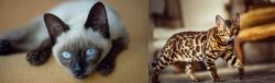 Siamese vs Cheetoh - Breed Comparison