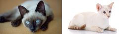 Siamese vs Colorpoint Shorthair - Breed Comparison