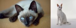 Siamese vs Cornish Rex - Breed Comparison