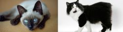Siamese vs Cymric - Breed Comparison