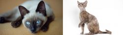 Siamese vs Devon Rex - Breed Comparison