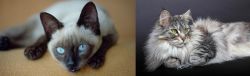 Siamese vs Domestic Longhaired Cat - Breed Comparison
