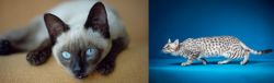 Siamese vs Egyptian Mau - Breed Comparison