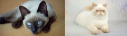 Siamese vs Exotic Shorthair - Breed Comparison
