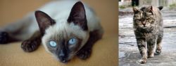 Siamese vs Farm Cat - Breed Comparison