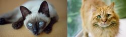 Siamese vs Ginger Tabby - Breed Comparison