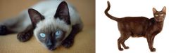 Siamese vs Havana Brown - Breed Comparison