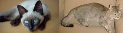 Siamese vs Jaguarundi Curl - Breed Comparison