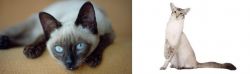 Siamese vs Javanese - Breed Comparison