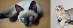 Siamese vs Jungle-Curl - Breed Comparison