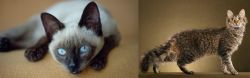 Siamese vs LaPerm - Breed Comparison