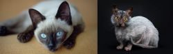 Siamese vs Lykoi - Breed Comparison