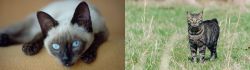 Siamese vs Manx - Breed Comparison