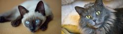 Siamese vs Nebelung - Breed Comparison