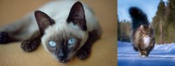 Siamese vs Norwegian Forest Cat - Breed Comparison