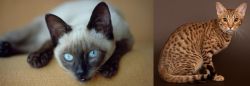 Siamese vs Ocicat - Breed Comparison
